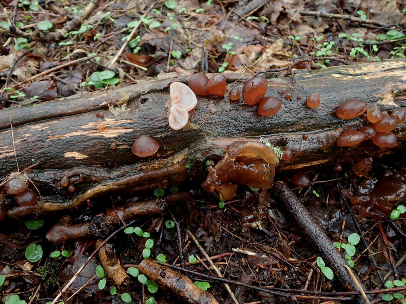 Photo © Penny Cullington Auricularia auricula-judae by Penny Cullington